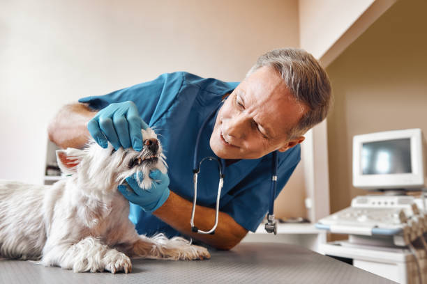Best Urgent Tooth Repair  in Roodhouse, IL